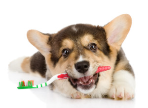 Puppy_With_Toothbrush_Inner_1