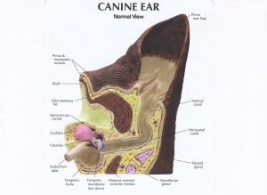 Canine_Ear_Normal