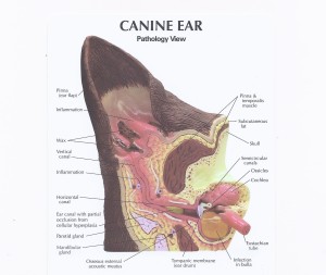 Canine_Ear_Pathology