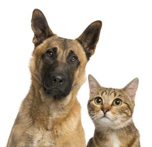 close-up of a cat and dog, isolated on white