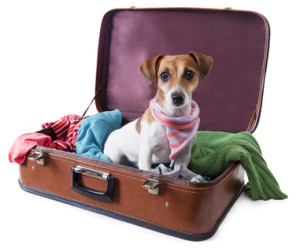 Pet Travel Anxiety