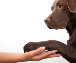 Dog paw and human hand doing a handshake