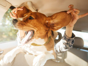 basset_hound_ears