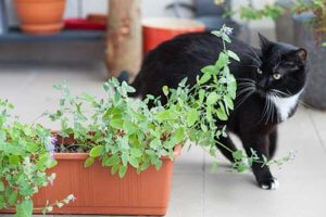 cat_with_plant