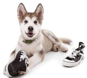 dog chewing sneakers