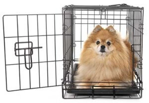 dog in crate