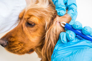 Vet removing tick from dog