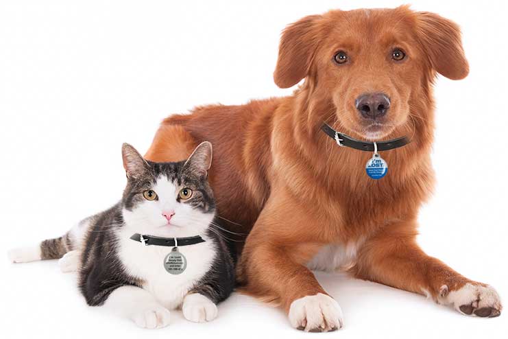 cat and dog wearing Safe Return Smart Tags